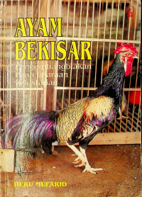 AYAM BERKISAR: Pengembangbiakan Pemeliharaan Pelestarian