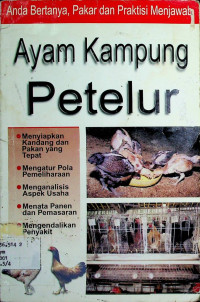 AYAM KAMPUNG PETELUR