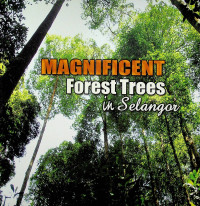 MAGNIFICENT Forest Trees In Selangor